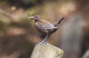 【2026年10月の上高地】野鳥・動物3選｜観察場所・探し方・服装をガイド解説