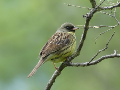 上高地の野鳥・アオジ
