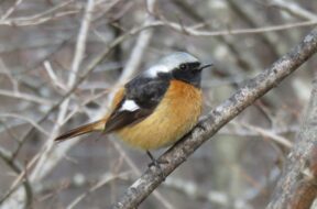 秋の上高地で出会える野鳥特集｜出会うコツやおすすめスポットご紹介