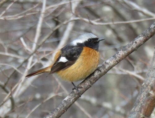 秋の上高地で出会える野鳥特集｜出会うコツやおすすめスポットご紹介