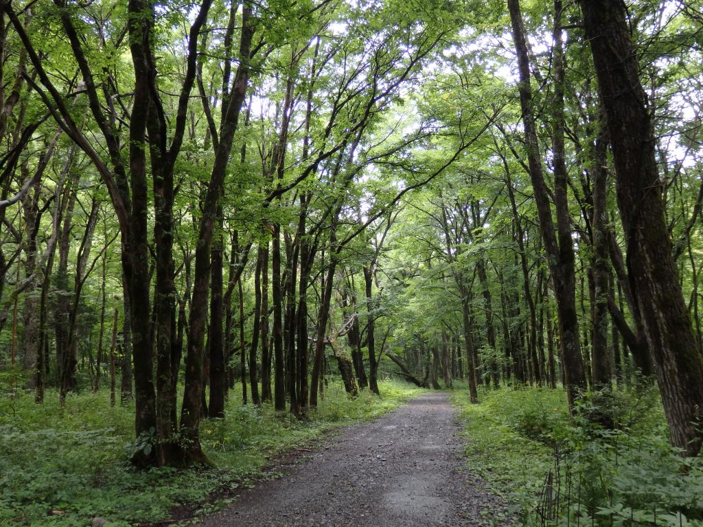 上高地のトレッキング・ネイチャーガイドツアーなら唯一の民間常駐