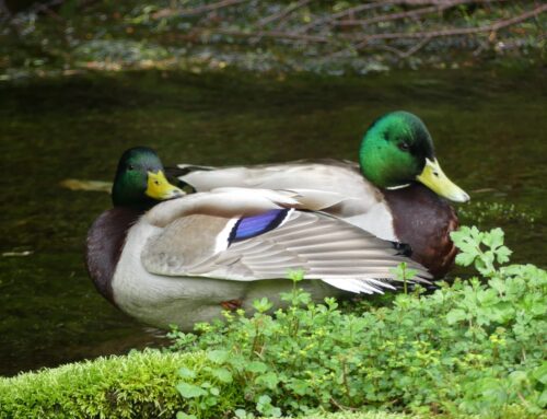 【2026夏】ご家族連れ必見！上高地で動物に会うコツと注意点