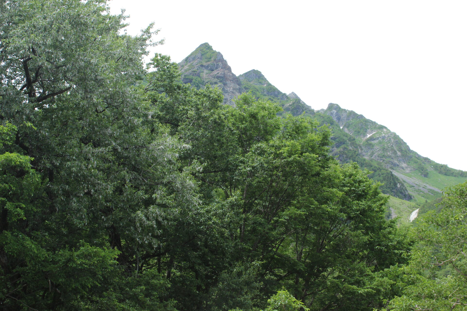 明神岳とドロノキ