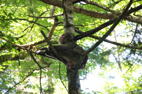 木の上で休むおサル