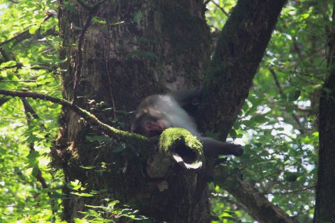 木の上で寝るおサル
