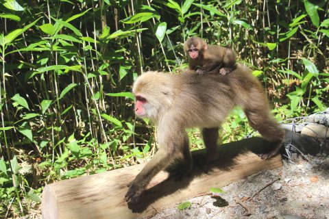 子猿を背負った母猿 上高地ネイチャーガイドfivesense ファイブセンス