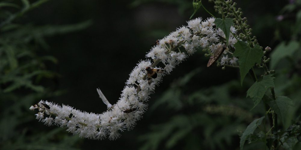 サラシナショウマ虫いっぱい