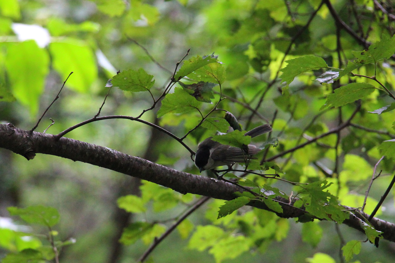 木の上で餌を探すコガラ
