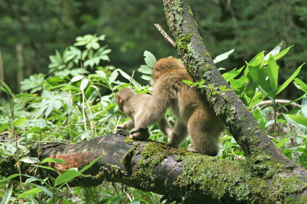 上高地のトレッキング・ネイチャーガイドツアーなら唯一の民間常駐