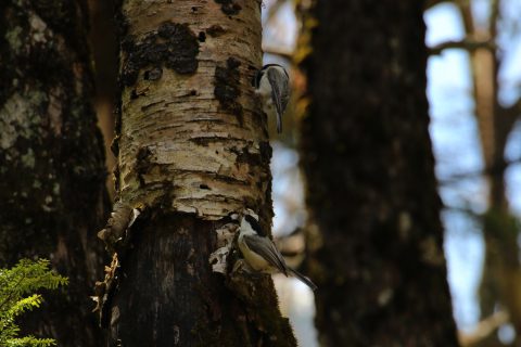 樹の皮をめくって虫を探すコガラ