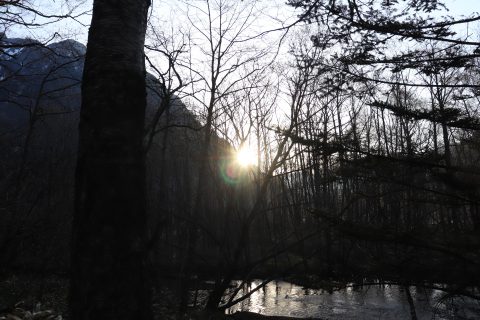 太陽と森