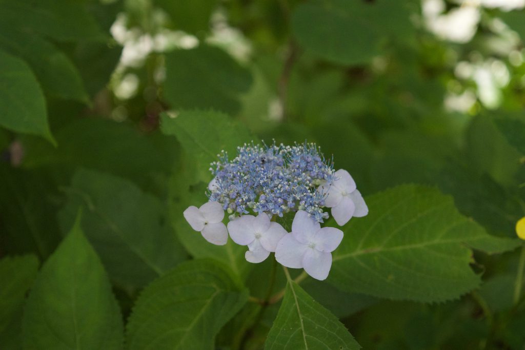 上高地のトレッキング・ネイチャーガイドツアーなら唯一の民間常駐