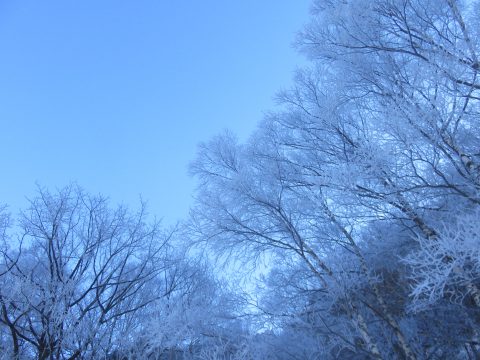 樹霜２