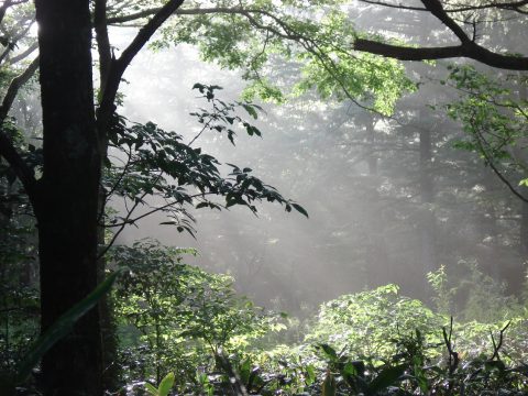 雨上がりの朝