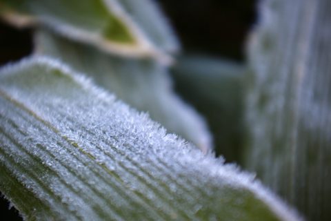 ササの葉の霜