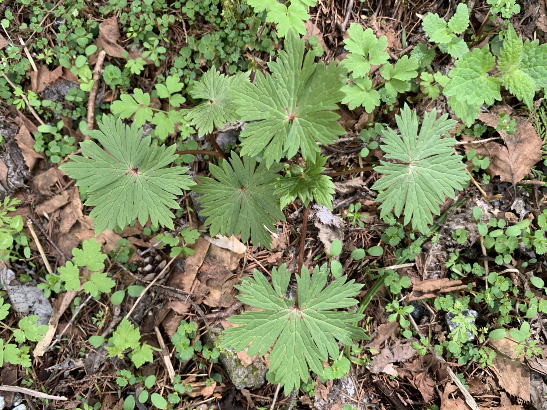 トリカブトの葉 上高地ネイチャーガイドfivesense ファイブセンス