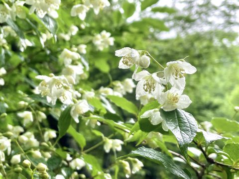 夏の上高地のお花！上高地ネイチャーガイドFIVESENSEの白いお花特集”バイカウツギ”