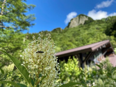 六百山とイタドリ