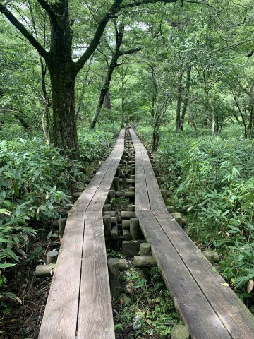 ガイドおすすめの明神池散策コースより、林内の木道