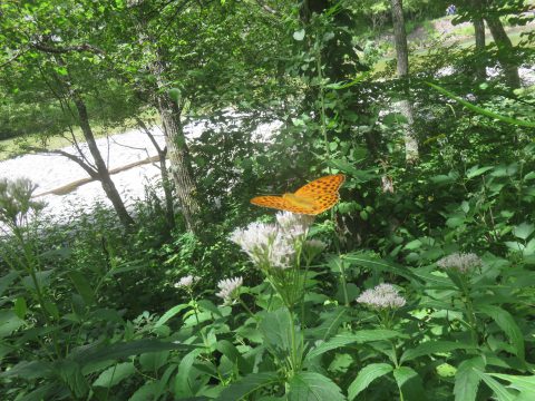 上高地の夏の蝶・ミドリヒョウモン