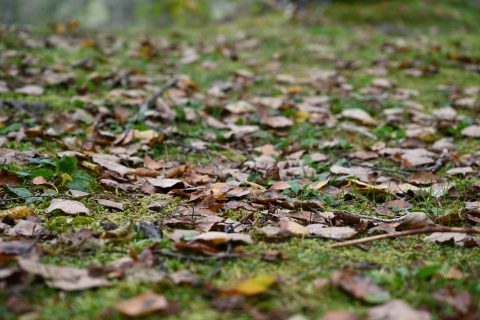 紅葉&黄葉した葉が落ち葉となって落ち、秋の雰囲気がより濃くなる上高地の遊歩道