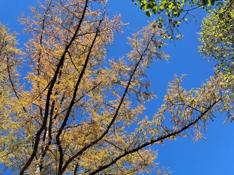 ネイチャーガイドのおすすめ：黄色く黄葉する上高地の秋を代表するカラマツ