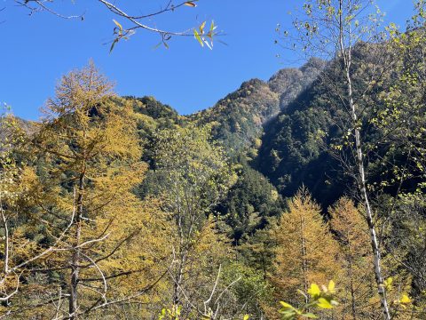 10月中旬、ネイチャーガイドおすすめ上高地の秋のカラマツ