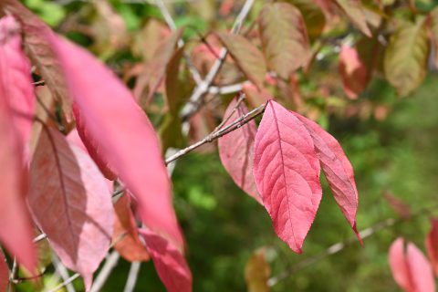 ネイチャーガイドのおすすめ：真っ赤に紅葉するカントウマユミの葉