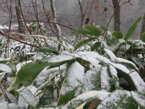 雪をかぶった上高地のシナノザサ