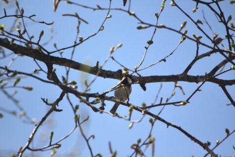 春の上高地の小梨平キャンプにて出会った野鳥「ヒガラ」