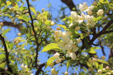 上高地の春に咲く白くて大きいお花「コナシ」の開花状況