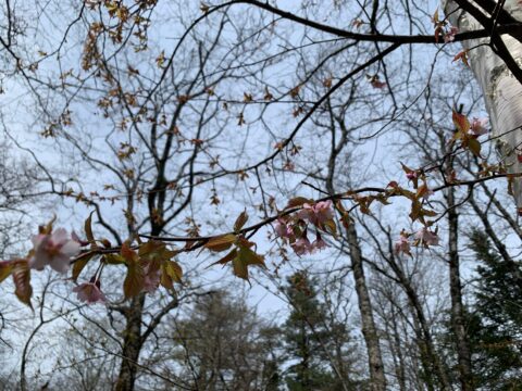 高嶺桜の開花
