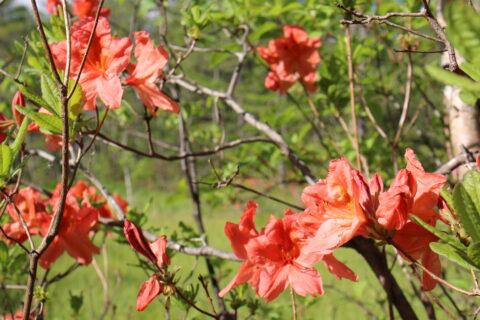 ネイチャーガイドのイチオシの上高地のお花「レンゲツツジ」