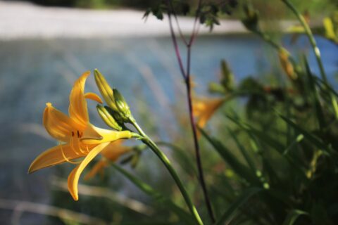 ネイチャーガイドのおすすめのお花「ニッコウキスゲ」