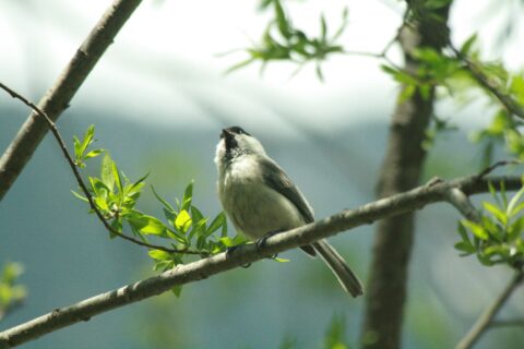 上高地の朝にさえずりを披露してくれる小鳥「コガラ」