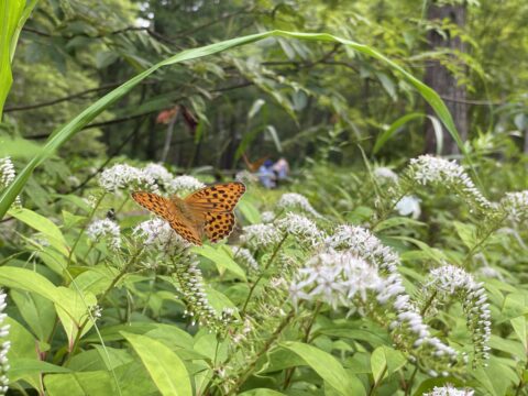 夏休みの上高地で見られる昆虫や蝶