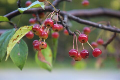 秋の上高地で真っ赤な実をつける「コナシ」