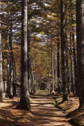 小梨平キャンプ場のカラマツの並木道
