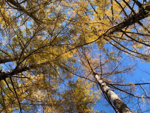 カラマツ並木の黄葉を見上げる