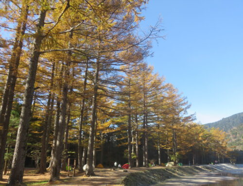 【上高地】黄葉見頃です＆霜の芸術