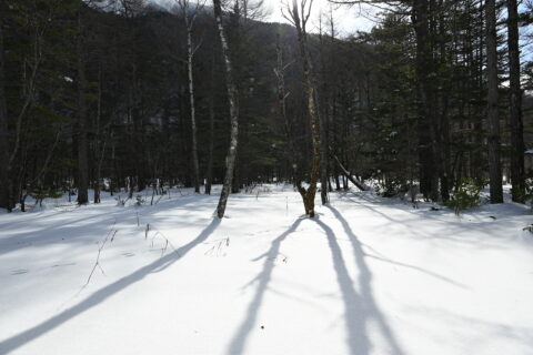 冬の上高地・雪に映る木の影