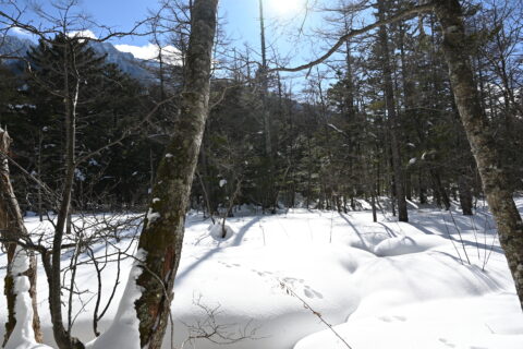 冬の上高地・雪原とノウサギの足跡