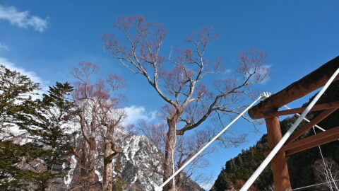 冬の上高地・ケショウヤナギの赤い枝