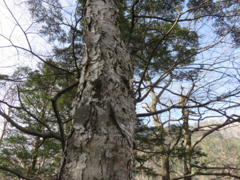 上高地のダケカンバ老木の樹皮