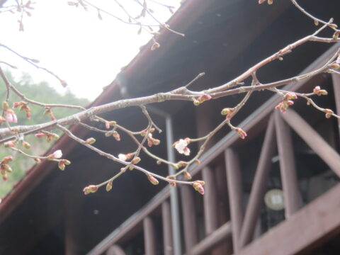 上高地のゴールデンウィーク・桜の開花