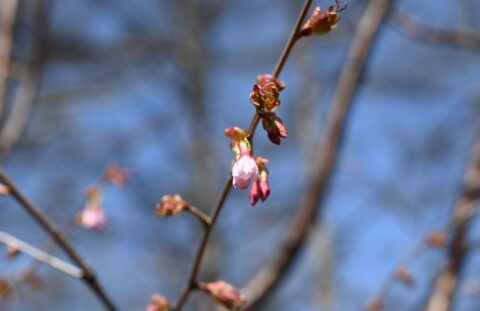 ゴールデンウィーク前にようやく咲いたミネザクラ