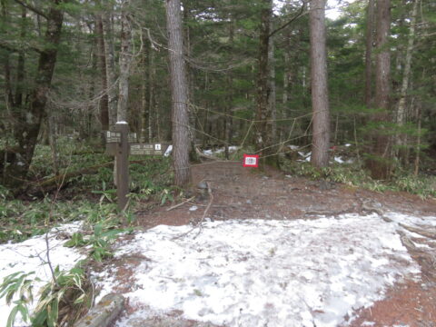 4月の上高地・残雪期の林間コース