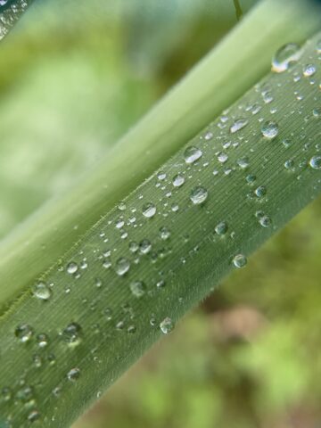 クマイザサの新芽と雨粒