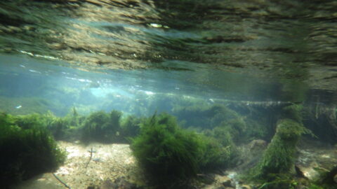 水中カメラで川の中を撮影