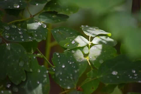 カラマツソウの葉と雨露